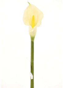 Τεχνητό Κλωνάρι Κάλλα 1030-7 76cm White Supergreeens Polyethylene