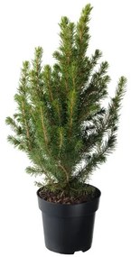 PICEA GLAUCA CONICA φυτό σε γλάστρα/Έλατο, 15 cm 405.878.43