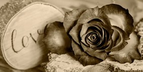 Εικόνα τριαντάφυλλο σε σέπια αγάπη