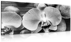 Εικόνα όμορφης ορχιδέας και πέτρες σε μαύρο & άσπρο - 100x50