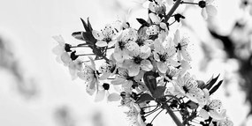 Εικόνα με άνθη κερασιάς σε ασπρόμαυρο
