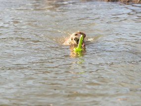 Μασητικό Οδοντοφυΐας Σκύλου Trixie 29 cm