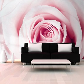 Φωτοταπετσαρία - Rose maze 350x245