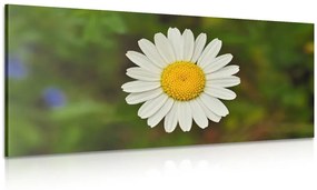 Εικόνα ενός λουλουδιού μαργαρίτας - 120x60