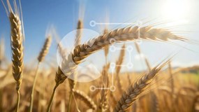 Intra Συλλεκτικό Ξύλινο Παζλ Plywood 4mm - Χωράφι με σιτάρι σε πλήρη άνθιση με λαμπερή ηλιοφάνεια Σε Ξύλινο Κουτί - Διαστάσεις: 10x10 cm – 25 κομμάτια