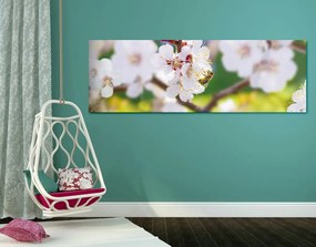 Εικόνα των λουλουδιών δέντρων την άνοιξη - 150x50
