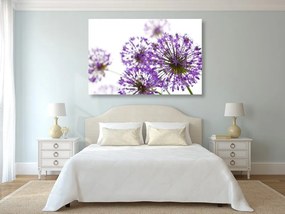 Εικόνα μωβ λουλούδια σκόρδου - 120x80