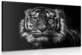 Εικόνα τίγρη σε ασπρόμαυρο - 60x40