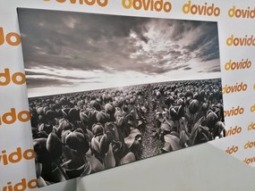 Εικόνα της ανατολής του ηλίου πάνω από ένα λιβάδι με τουλίπες σε μαύρο και άσπρο - 120x80