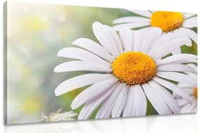 Εικόνα λουλουδιών μαργαρίτας - 90x60