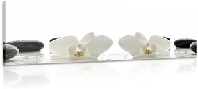 Εικόνα λευκά λουλούδια ορχιδέας - 135x45