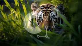 Σετ των 2 Intra Συλλεκτικό Ξύλινο Παζλ Plywood  4mm - Τίγρης που κρύβεται στο γρασίδι Σε Ξύλινο Κουτί - Διαστάσεις: 10x10 cm – 25 κομμάτια