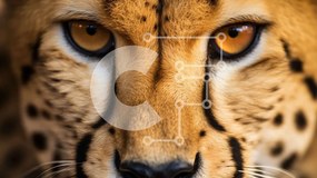 Σετ των 2 Intra Συλλεκτικό Ξύλινο Παζλ Plywood  4mm - Κοντινό πλάνο του προσώπου ενός τσιτάχ Σε Ξύλινο Κουτί - Διαστάσεις: 10x10 cm – 25 κομμάτια