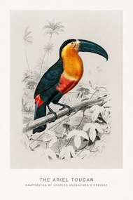 Αναπαραγωγή The Ariel Toucan (Bird / Zoology) - Charles D'Orbigny, (26.7 x 40 cm)