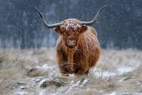 Φωτογραφία Snowy Highland cow, Richard Guijt