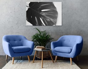 Φύλλο εικόνας φυτού monstera σε μαύρο & άσπρο - 60x40