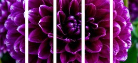μωβ λουλούδι εικόνα 5 τμημάτων - 100x50