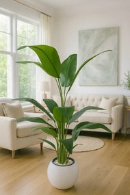 Stewehome Premium τεχνητό τροπικό δέντρο στρελίτσια σε στρογγυλή γλάστρα με 20 φύλλα Λευκό