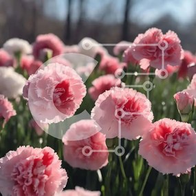 Intra Συλλεκτικό Ξύλινο Παζλ Plywood  4mm - Πεδίο με ροζ και λευκά γαρίφαλα Σε Ξύλινο Κουτί - Διαστάσεις: 10x10 cm – 25 κομμάτια