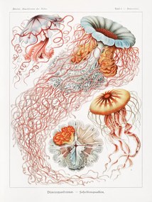 Αναπαραγωγή Discomedusae–Scheibenquallen, Ernst Haeckel