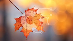 Intra Συλλεκτικό Ξύλινο Παζλ Plywood 4mm - Πορτοκαλί φύλλο σφενδάμου στην εποχή του φθινοπώρου Σε Ξύλινο Κουτί - Διαστάσεις: 10x10 cm – 25 κομμάτια