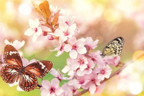Εικόνα ανοιξιάτικα λουλούδια με εξωτικές πεταλούδες - 60x40