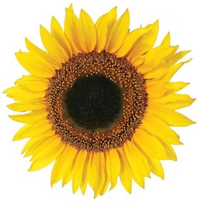 Sunflower αυτοκόλλητα τοίχου βινυλίου - 54106