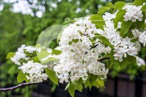 Intra Συλλεκτικό Ξύλινο Παζλ Plywood 4mm - Κλαδί δέντρου με λευκά λουλούδια και πράσινα φύλλα Σε Ξύλινο Κουτί - Διαστάσεις: 10x10 cm – 25 κομμάτια