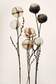 Εικονογράφηση Glass Ball Flowers, Treechild