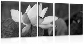Εικόνα λουλούδι λωτού 5 τμημάτων σε ασπρόμαυρο - 100x50