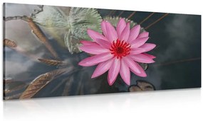Εικόνα γοητευτικό λουλούδι λωτού - 100x50