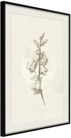 Αφίσα - Beige Campanula - 20x30 - Μαύρο - Με πασπαρτού