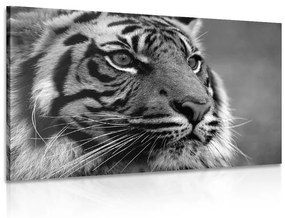 Εικόνα μιας τίγρης της Βεγγάλης σε ασπρόμαυρο - 90x60