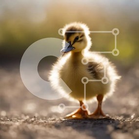 Intra Συλλεκτικό Ξύλινο Παζλ Plywood 4mm - Μικρή πάπια σε αγροτική περιοχή με καθαρό μπλε ουρανό Σε Ξύλινο Κουτί - Διαστάσεις: 10x10 cm – 25 κομμάτια