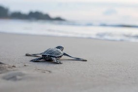 Φωτογραφία Leather back turtle babies are released, Riza Azhari