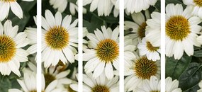 Εικόνα 5 μερών ενός λουλουδιού φαρμακευτικού χαμομηλιού