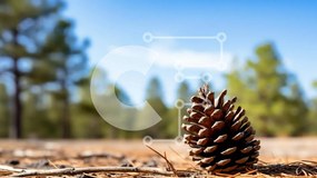Intra Συλλεκτικό Ξύλινο Παζλ Plywood  4mm - Κώνος πεύκου στο δάσος Σε Ξύλινο Κουτί - Διαστάσεις: 10x10 cm – 25 κομμάτια