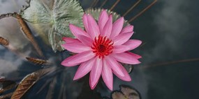 Εικόνα γοητευτικό λουλούδι λωτού