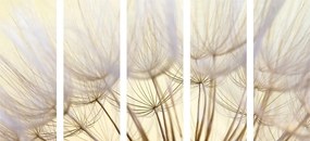 Εικόνα 5 μερών Σπόροι πικραλίδας - 100x50