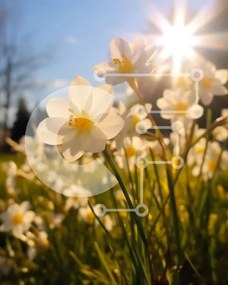 Intra Συλλεκτικό Ξύλινο Παζλ Plywood 4mm - Όμορφο χωράφι με νάρκισσους με ηλιοφάνεια Σε Ξύλινο Κουτί - Διαστάσεις: 10x10 cm – 25 κομμάτια