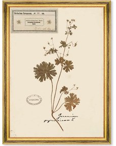 Κάδρο Herbarium Alpinium III FA13457 35x50cm Multi MindTheGap Κάθετοι Ξύλο,Γυαλί