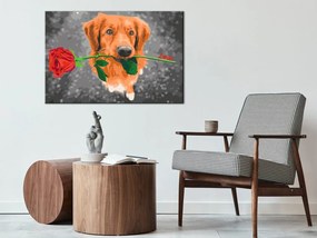 Ζωγραφική με αριθμούς Σκύλος με Τριαντάφυλλο