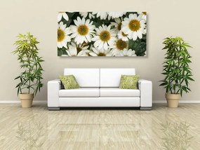 Εικόνα λουλουδιών χαμομηλιού χαμομηλιού - 100x50