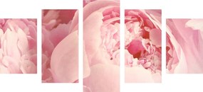 5 μέρη εικόνα πέταλα λουλουδιών - 100x50